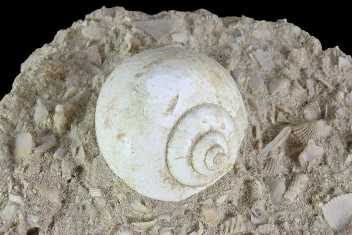 Eocene Fossil Gastropod (Globularia) - Damery, France #73800